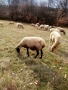 Продавам овце , снимка 3