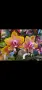 Орхидея Phalaenopsis Sogo Lawrence, снимка 1