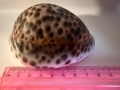 Морска раковина Тигрова Ципрея, снимка 9