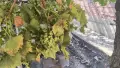 Продавам грозде , снимка 2