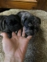 Мини Френски Булдог (женски) , снимка 3