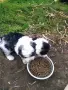 Руски цветни болонки!!, снимка 2