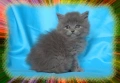 Чистокръвно Британско дългокосместо котето, снимка 5