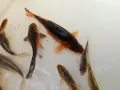 Японски шаран кои , снимка 3
