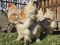 Продавам разплодни яйца от Бяло златна Брама [White gold Brahma], снимка 7