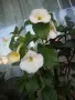 ахименес различни видове, снимка 4