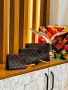 3бр несесер Louis Vuitton mcm, снимка 1
