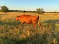 Продавам бременни месодайни кравикръстоски;търся съдружник, снимка 15