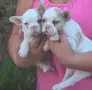 сладки френски булдочета, снимка 5