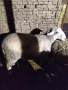 Продавам един коч и две овце, снимка 1 - Овце - 44513897