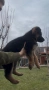 Чистокръвни Немски Овчарки, снимка 4