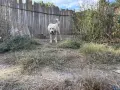 Алабай мъжки  топ, снимка 2