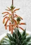 Алое Аристата / Aloe Aristata, снимка 7