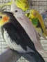 Различни видове птици на добри цени , снимка 18