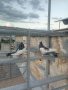 Пазарджишки гълаби, снимка 9
