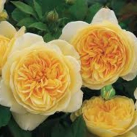 Роза 17, снимка 1 - Градински цветя и растения - 36092463