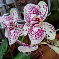 Орхидея, снимка 2 - Стайни растения - 44684344