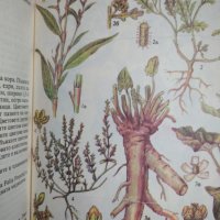 "Разпознаване и събиране на билки", снимка 2 - Енциклопедии, справочници - 41167375