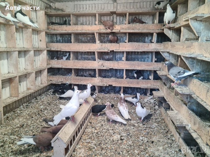 Пазарджишки високолетачи.гъляби.0895486622, снимка 1