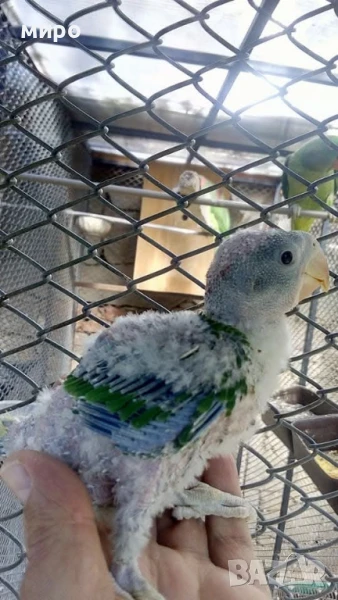 Бебета Голям Александър Ръчно хранени !ТОП ЦЕНА!, снимка 1