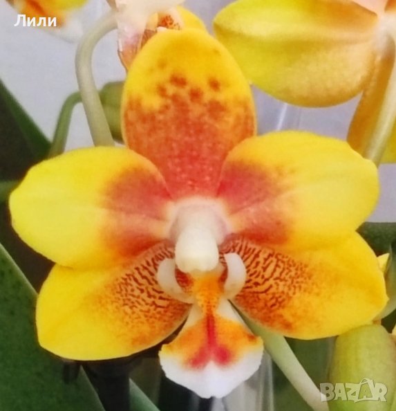 Ароматна орхидея фаленопсис Yellow chocolate, снимка 1