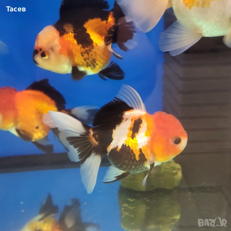 Оранди 10-11см, снимка 1