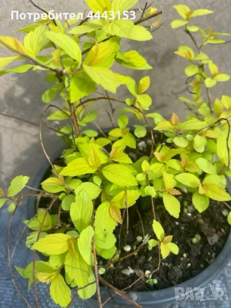 Спирея " Златна принцеса " разсад, снимка 1