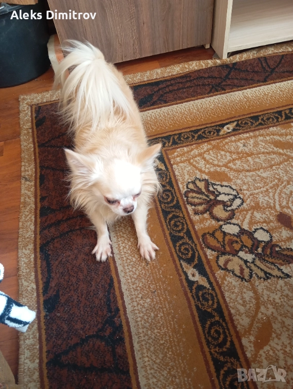 продавам чихуахуа дългокосместо , снимка 1