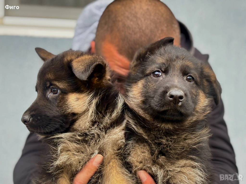 Немски Овчарки, снимка 1