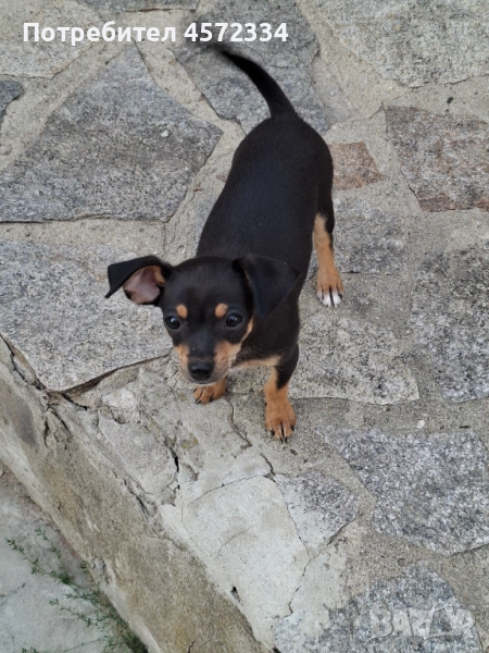 Продавам сърнисто пинчерче на 3 месеца, снимка 1