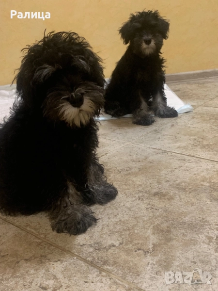 Цвергшнауцер черно - сребро , снимка 1