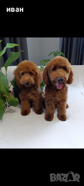 пудел мини момчета , снимка 1