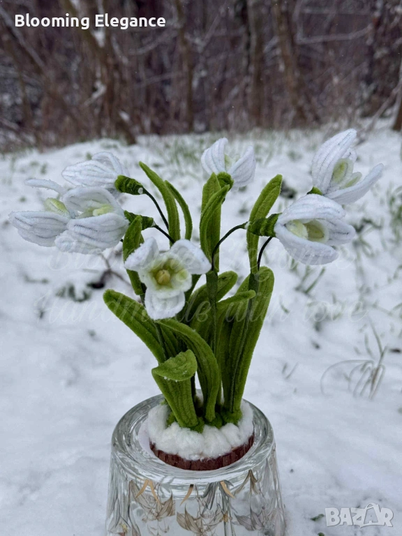 Вечни кокичета, снимка 1