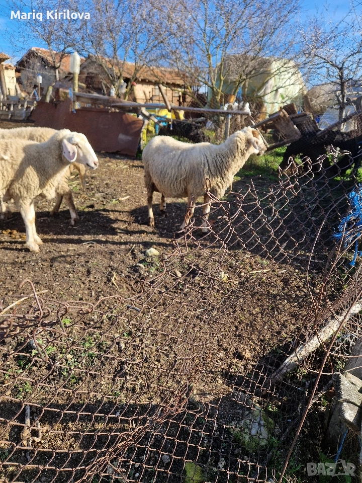 Продавам бременни овце , снимка 1