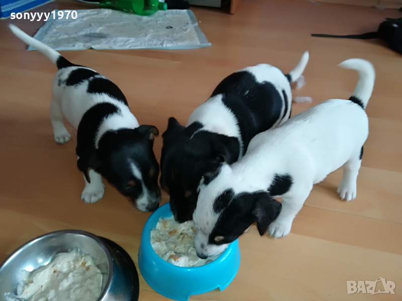 ДЖАКОВЕ СЛАДУРИ 0104221208, снимка 1