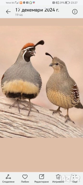Гамбелови пъдпъдъци , снимка 1