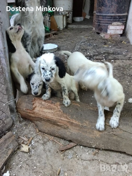 Английски сетери, снимка 1