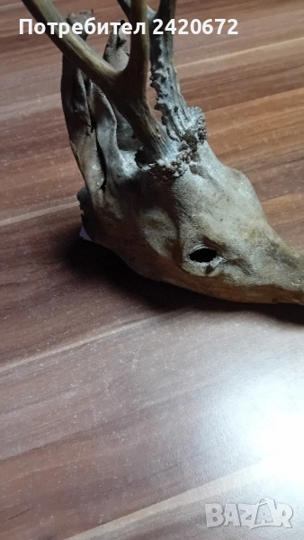 глава на елен сика, снимка 1