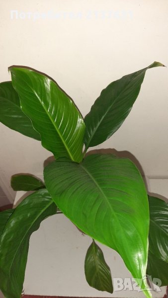 Продавам  СПАТИФИЛУМ , снимка 1