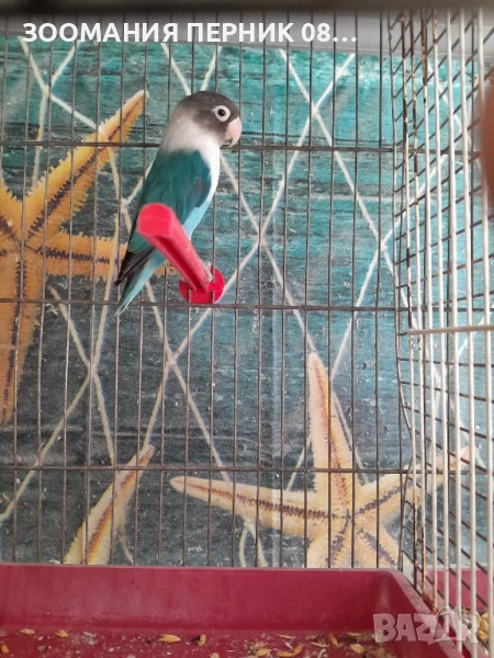 папагал неразделна мъжки, снимка 1