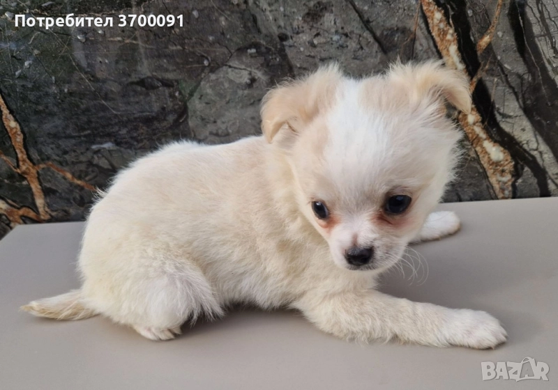 чихуа / чихуахуа , снимка 1