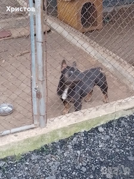 Мъжки френски булдоци за разплод, снимка 1