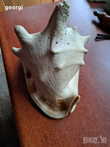 голям морски охлюв раковина, снимка 1
