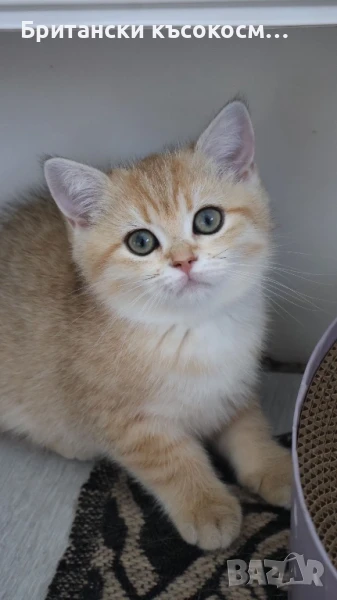 Британски късокосмести златни чинчили, снимка 1