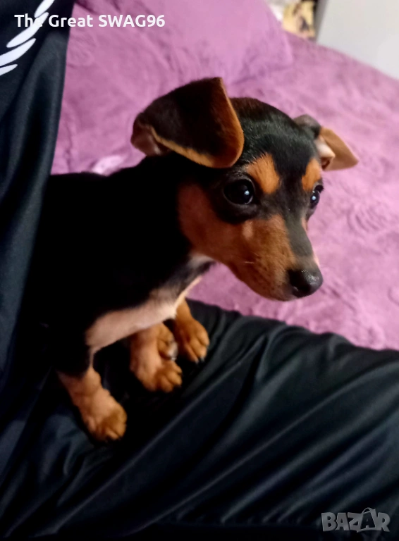 Prodavam pincher , снимка 1