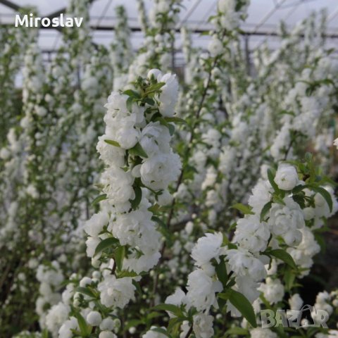 Японска Вишна-(Prunus Alba Plena), снимка 6 - Градински цветя и растения - 40121338