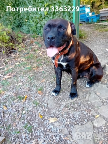 Продавам американски старфоршир бул тиреер, снимка 3 - Американски стафордширски териер - 53215687