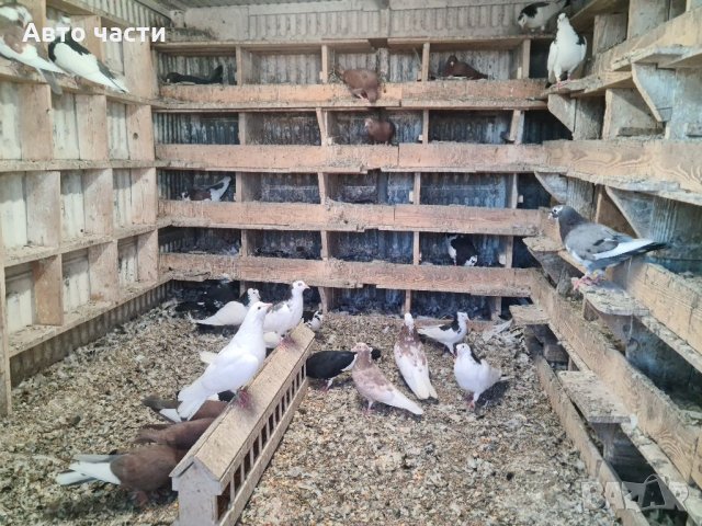 Пазарджишки високолетачи.гъляби.0895486622