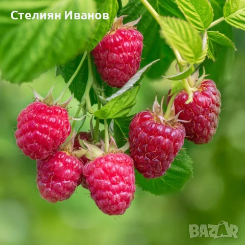 Жълта малина (Golden Queen), снимка 2 - Градински цветя и растения - 52354337