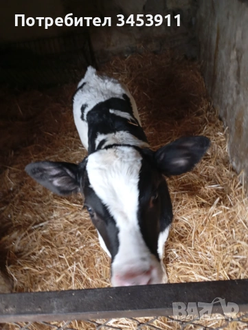 Мъжки Черношарени , снимка 2 - Крави - 52438817